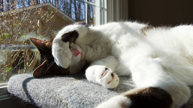 cat on shelf paw over eyes