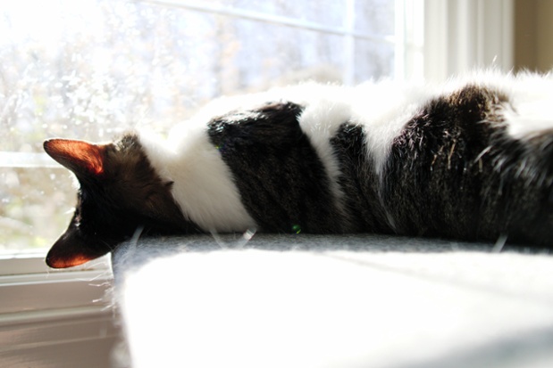 cat on shelf backlit ears