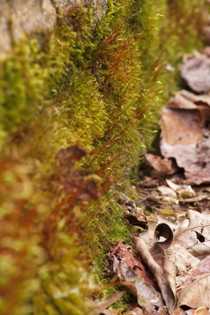 moss on flower bed wall