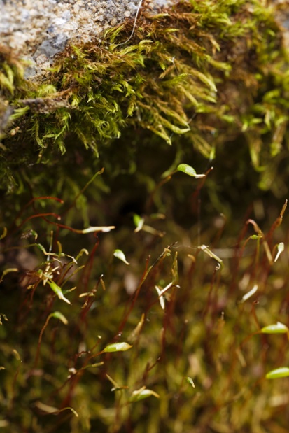 moss on flower bed wall