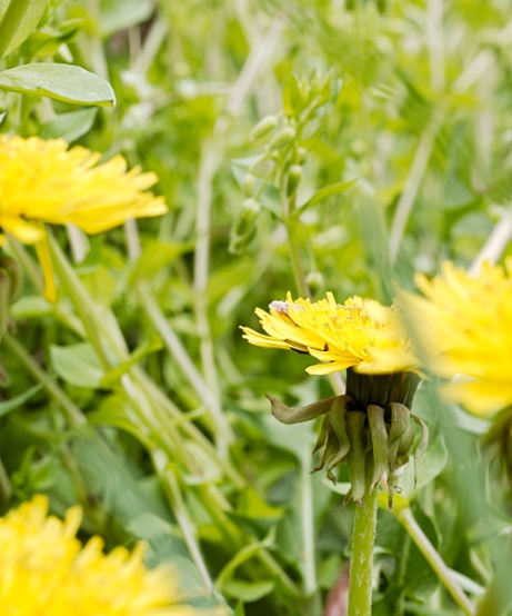 dandelions