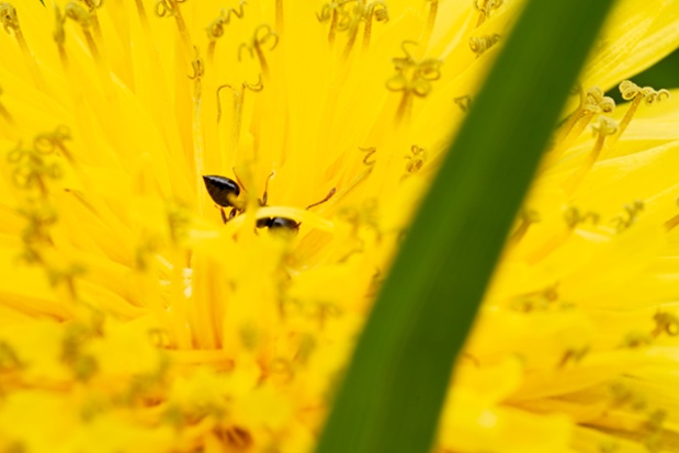 dandelion ant close