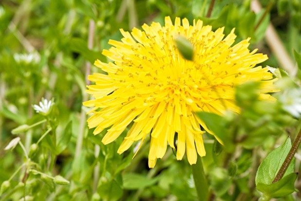 dandelion