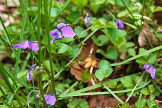 purple flowers in grass