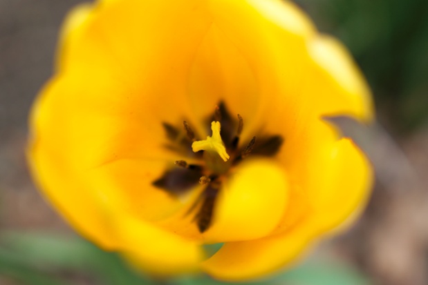 tulip above