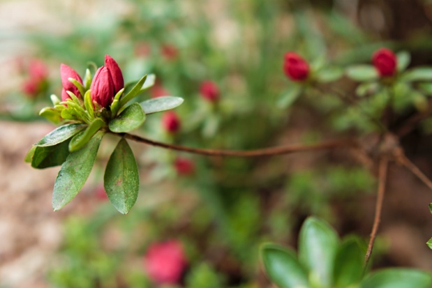 blooming azalea