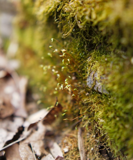 moss on flower bed wall