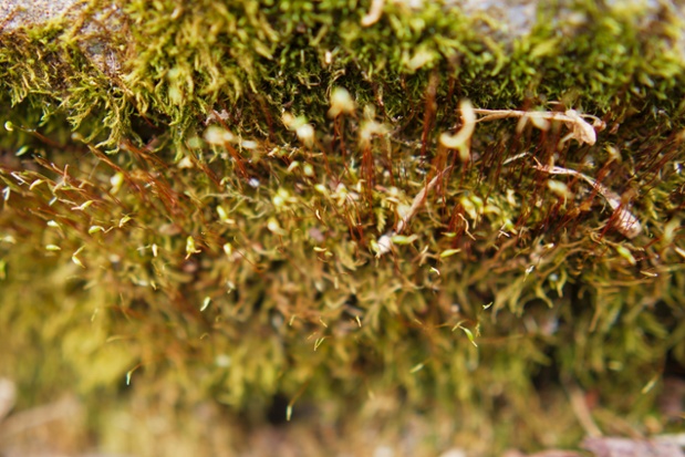 moss on flower bed wall