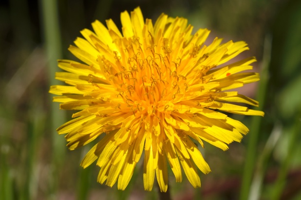 dandelion