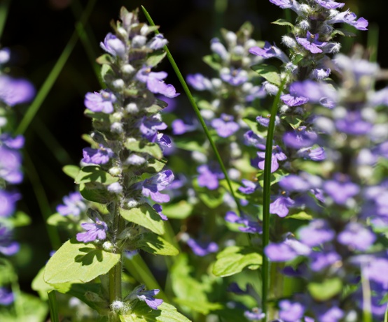 small purple flowers