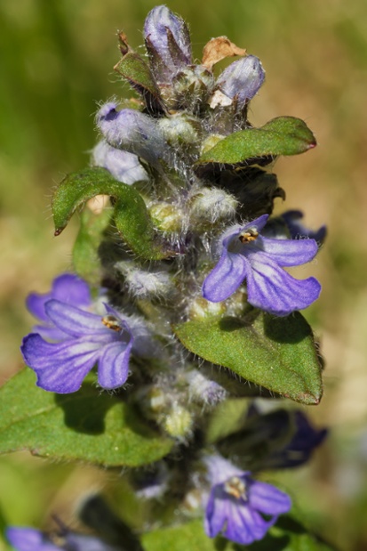 small purple flowers