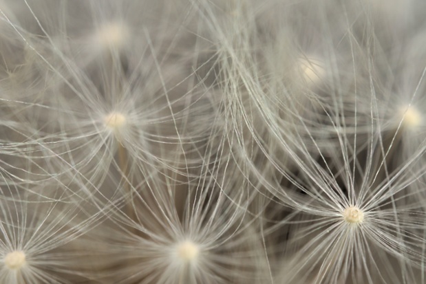 dandelion seed hairs
