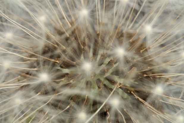 dandelion seed ball close