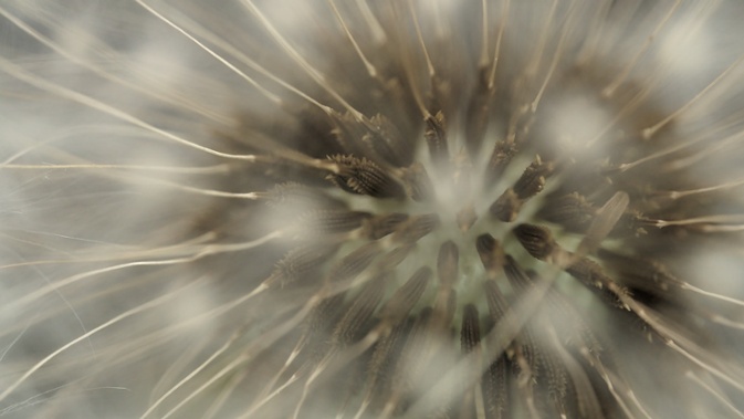 dandelion seed ball close