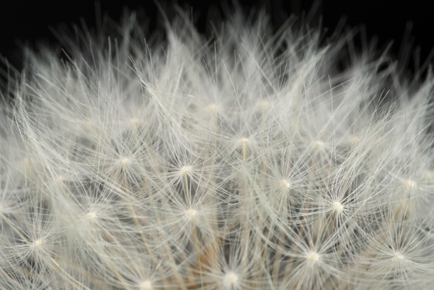 dandelion seed ball close