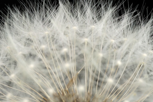 dandelion seed ball close