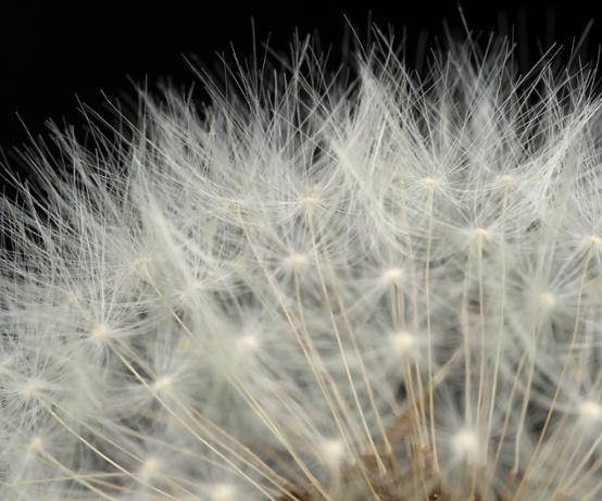 dandelion seed ball close