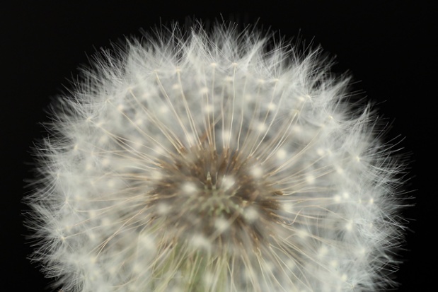 dandelion seed ball