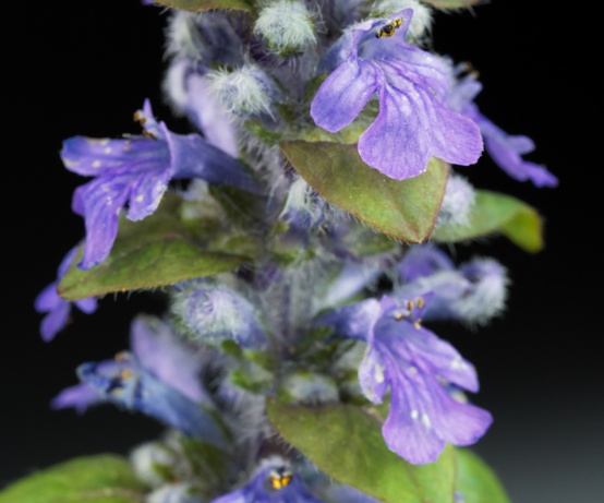 bugleweed stalk