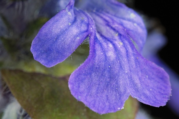 bugleweed petal