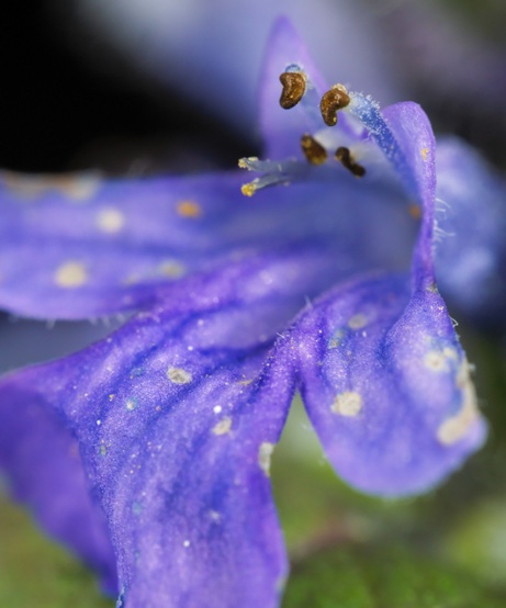 bugleweed flower close