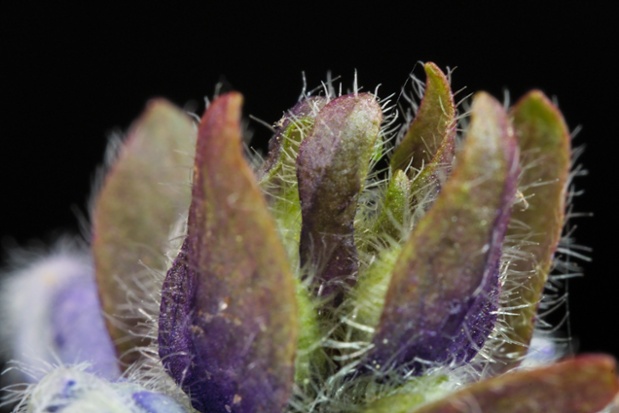 bugleweed top close