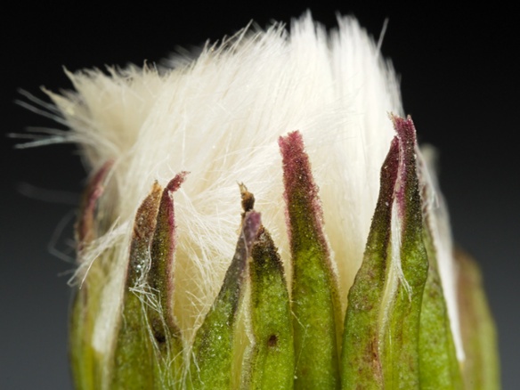 dandelion closed tip