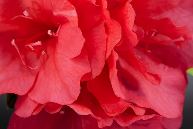 azalea flowers