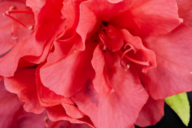 azalea flowers