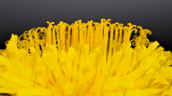 dandelion stigma