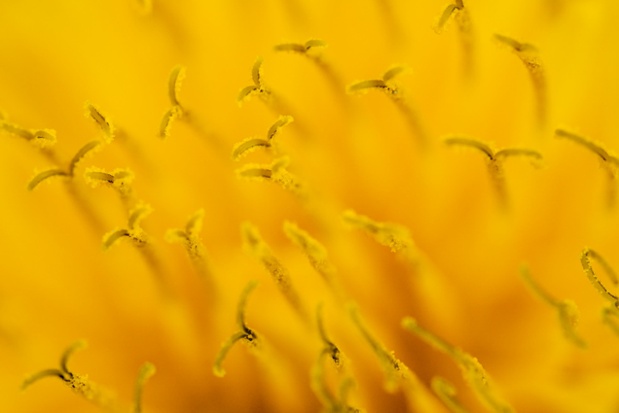 dandelion stigma above