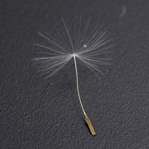 dandelion seed