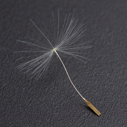 dandelion seed