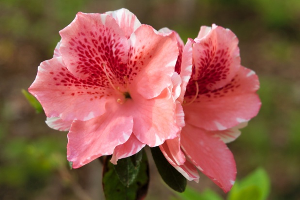 pink azalea flowers