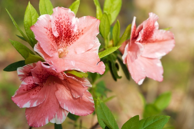 pink azalea flowers