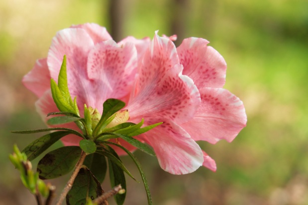 pink azalea flowers behind