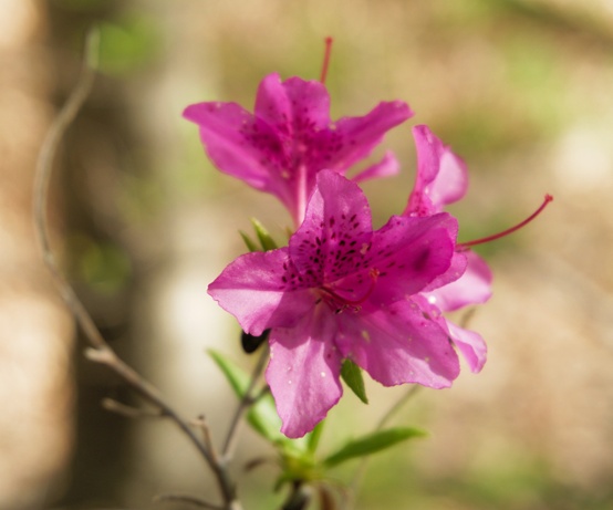 purple azalea flowers