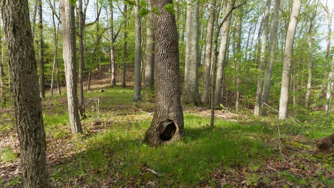 tree with hole landscape