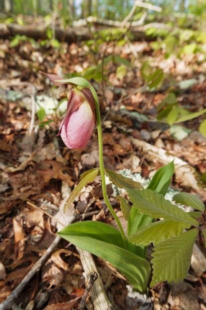 pink ladys slipper