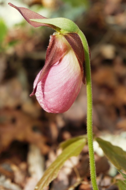 pink ladys slipper flower side