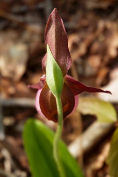 pink ladys slipper above