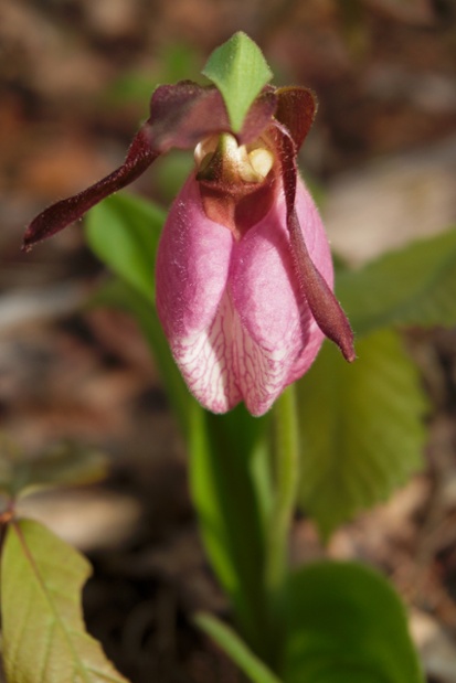 pink ladys slipper flower