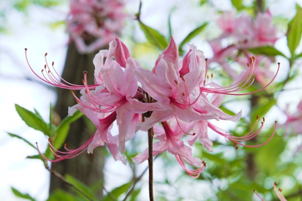 wild azalea