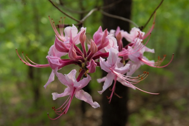 wild azalea