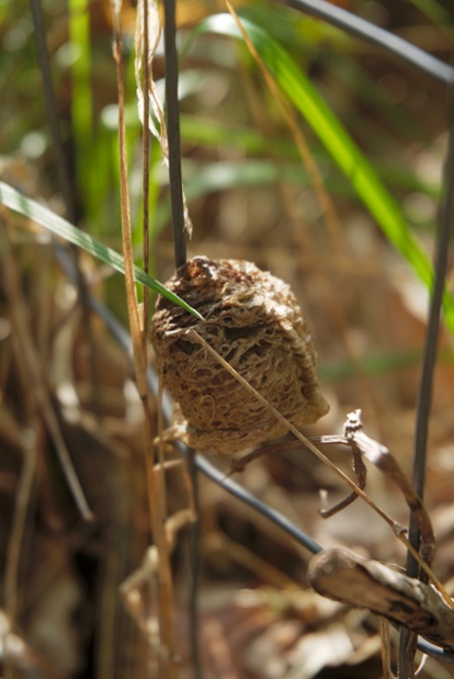 ootheca on wire fence