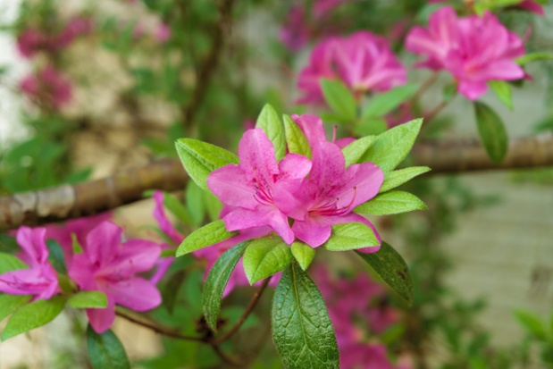 purple azalea flowers