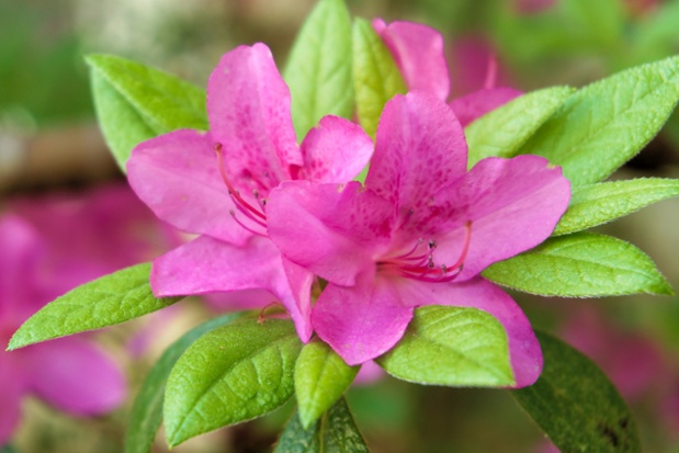 purple azalea flowers