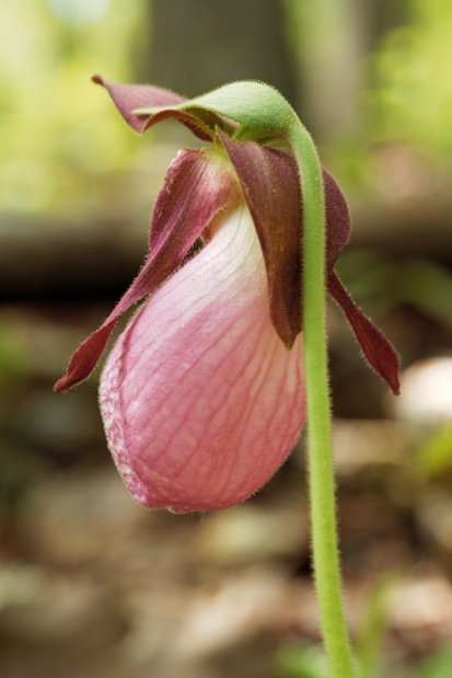 pink ladys slipper flower behind