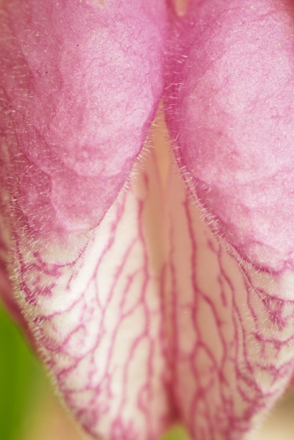 pink ladys slipper flower close