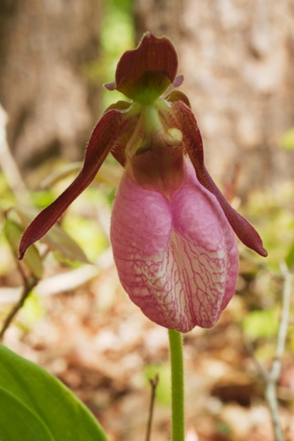 pink ladys slipper flower